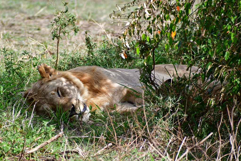 Masai Mara Nat. Reserve
